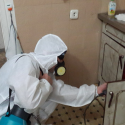 Дезинфекция от муравьев в квартире в Великом Устюге